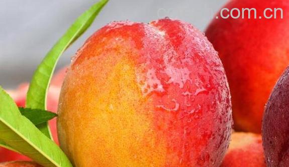 水蜜桃和毛桃的区别 吃水蜜桃的好处-1