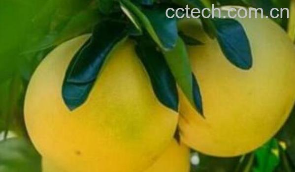 吃柚子有什么好处 吃柚子的好处与功效-1