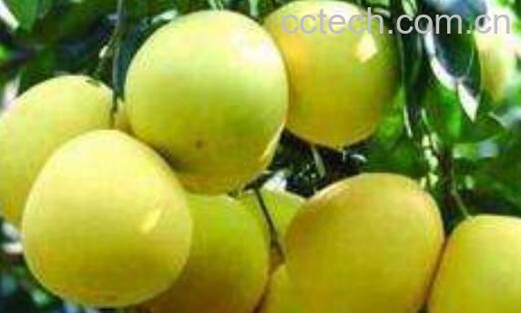 吃柚子有什么好处 吃柚子的好处与功效-0