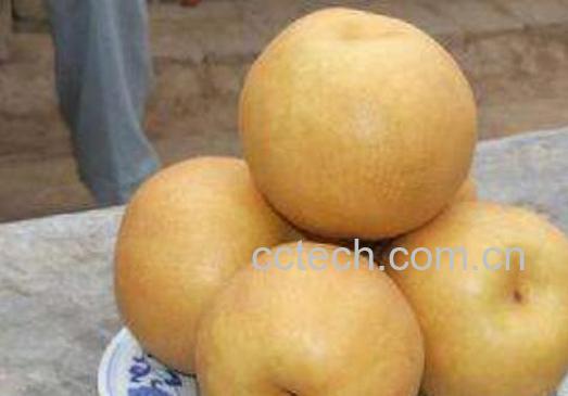 大黄梨的功效与作用 大黄梨怎么吃-0