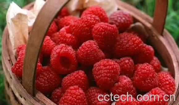 覆盆子对女性功效有哪些-1