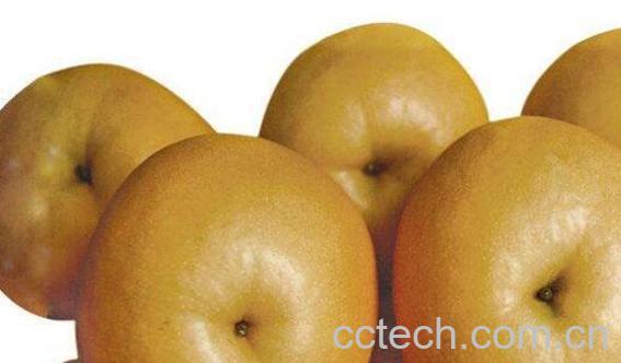 大黄梨的功效与作用 大黄梨怎么吃-1