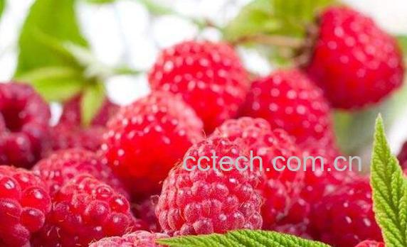 覆盆子对女性功效有哪些-0