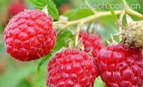 中药覆盆子的功效与作用-1