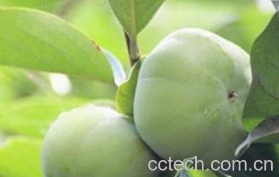 青柿子怎么做成脆柿子-1