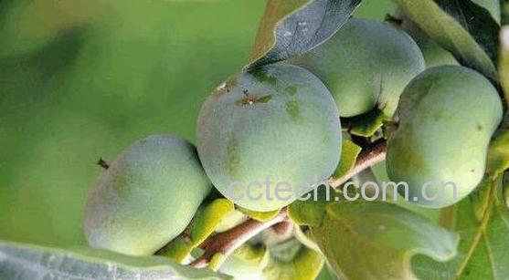 青柿子怎么做成脆柿子-0