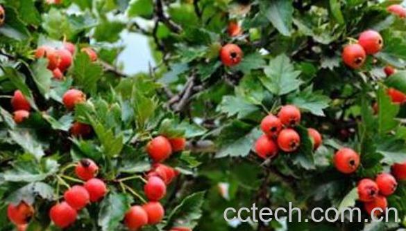 山楂芽叶的功效与作用-0