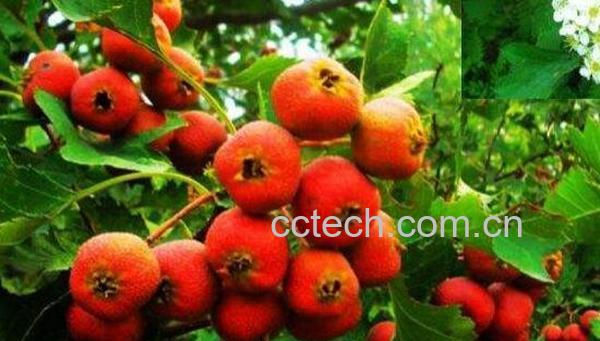 山楂芽叶的功效与作用-1