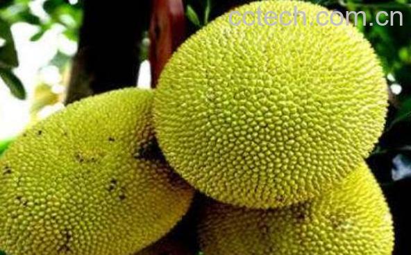 菠萝蜜和榴莲的区别-0