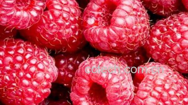 野生覆盆子的作用与功效-0