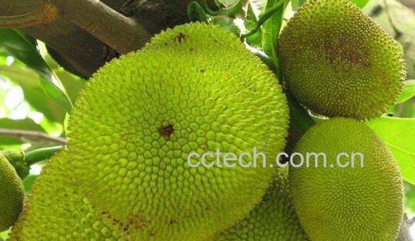 菠萝蜜怎么吃 菠萝蜜的食用方法-0