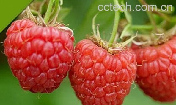 树莓的功效与作用禁忌-0