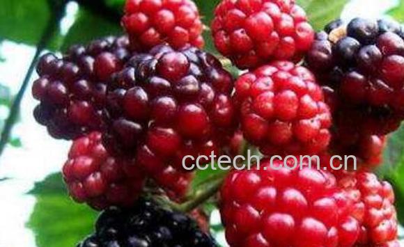 树莓的功效与作用禁忌-1