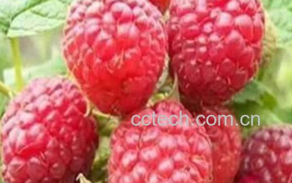 覆盆子是什么 覆盆子的功效与作用-1