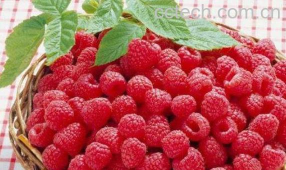 树莓和覆盆子的区别 树莓怎么吃-0