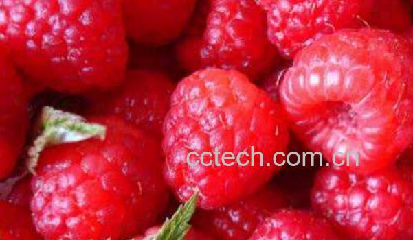 树莓和覆盆子的区别 树莓怎么吃-1