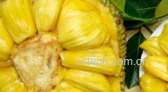 如何挑选菠萝蜜 菠萝蜜选购技巧教程-0