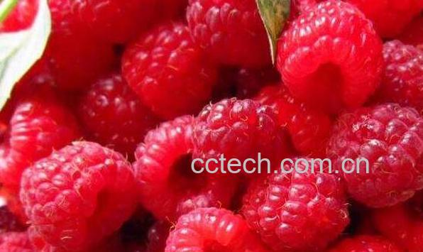 山莓和树莓的区别 山莓的功效与作用-0