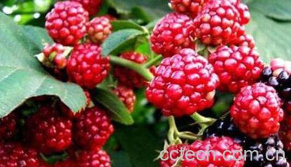 山莓和树莓的区别 山莓的功效与作用-1