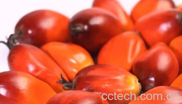 棕树果的功效与作用　棕树果怎么食用-0