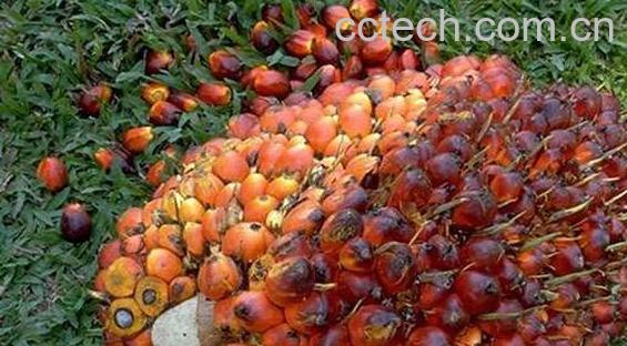 棕树果的功效与作用　棕树果怎么食用-1