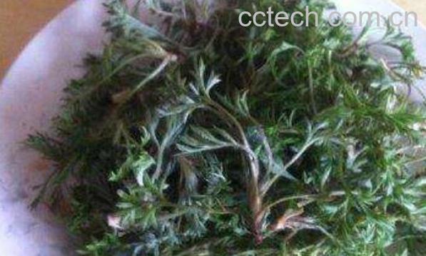 茵陈红枣的功效与作用及禁忌-0