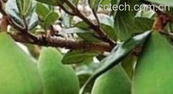 木莲果和薜荔果的区别 木莲果的食用方法-0