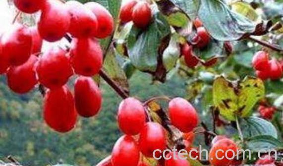 山茱萸的功效与作用 山茱萸的食用方法-0