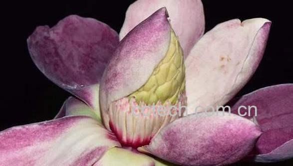 木莲果和薜荔果的区别 木莲果的食用方法-1