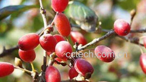 山茱萸的功效与作用 山茱萸的食用方法-1