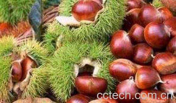 生板栗怎么保存不坏 生板栗正确保存方法-0