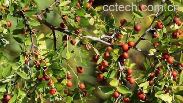 酸枣的功效与作用及药用价值-0