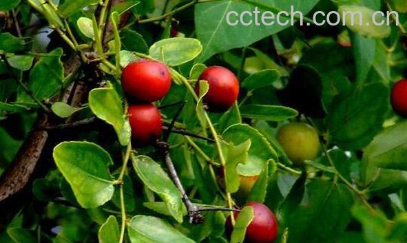 酸枣的功效与作用及药用价值-1