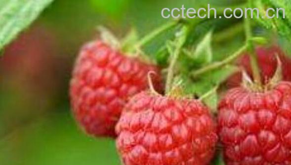 覆盆子的功效与作用 吃覆盆子的好处-1