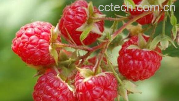 覆盆子的功效与作用 吃覆盆子的好处-0