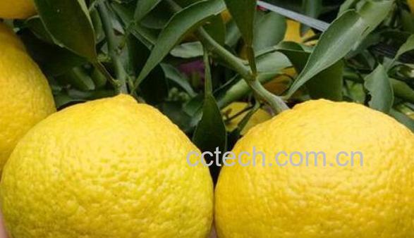 橘柚的功效与作用 橘柚的营养价值-1