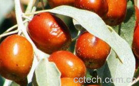 沙枣的功效与作用 沙枣的营养价值-0