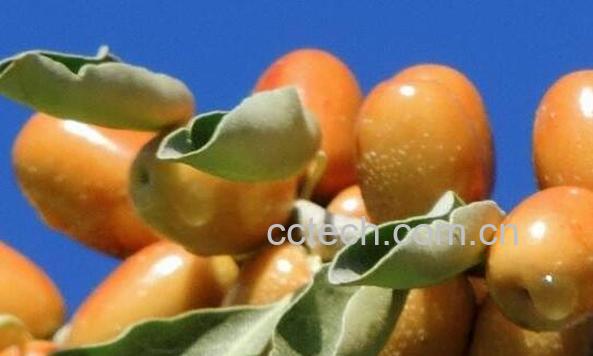 沙枣的功效与作用 沙枣的营养价值-1