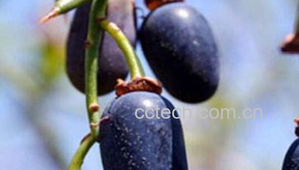 青刺果的功效与作用 吃青刺果的好处-1