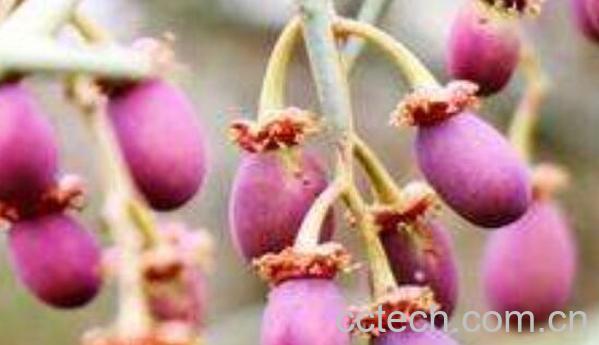 青刺果的功效与作用 吃青刺果的好处-0