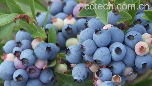 野生蓝莓的功效与作用 -0