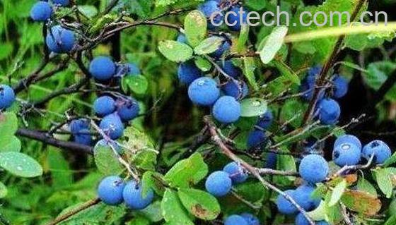 野生蓝莓的功效与作用 -1