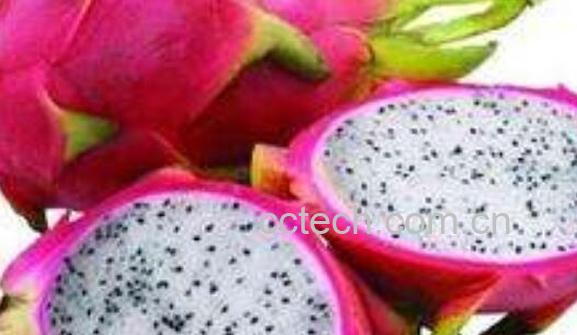 火龙果红心和白心区别-0