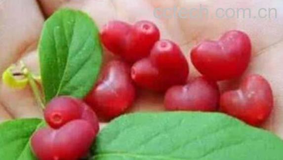 杈杷果的功效作用 杈杷果的禁忌-1