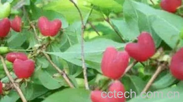 杈杷果的功效作用 杈杷果的禁忌-0