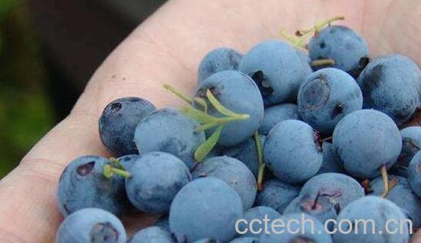 野生蓝莓和蓝莓的区别 -1