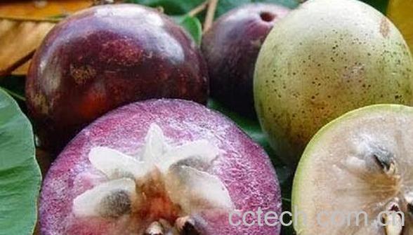 牛奶果的营养价值 牛奶果的功效与作用-1