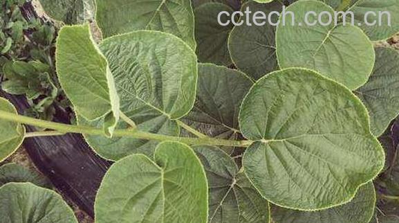 红心果叶的功效与作用	-1