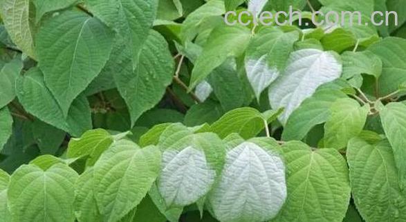 红心果叶的功效与作用	-0