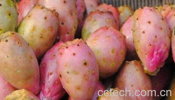 小火龙果叫什么 小火龙果的功效与作用-0